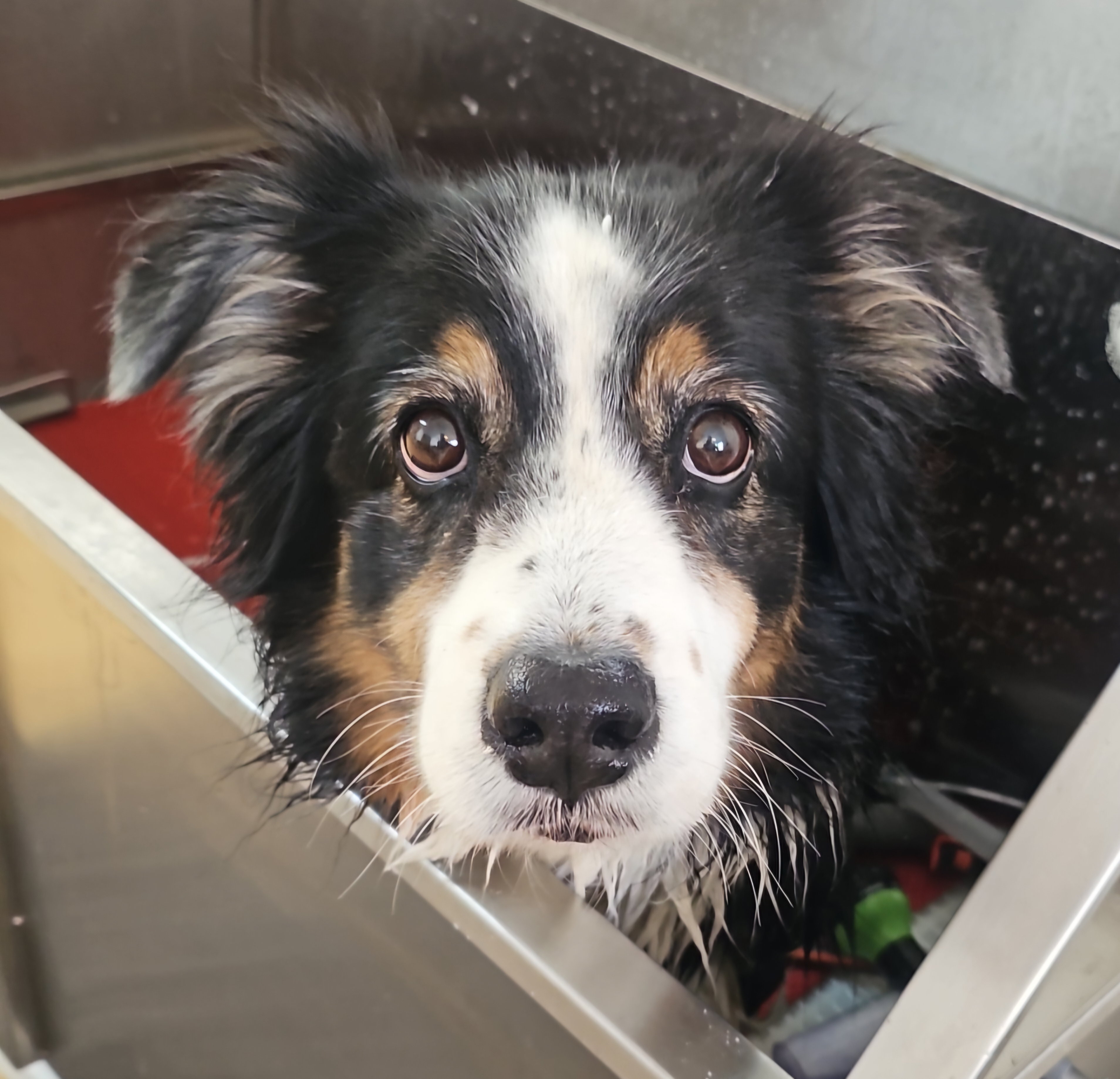 Gepflegter Hund aus unserem Salon