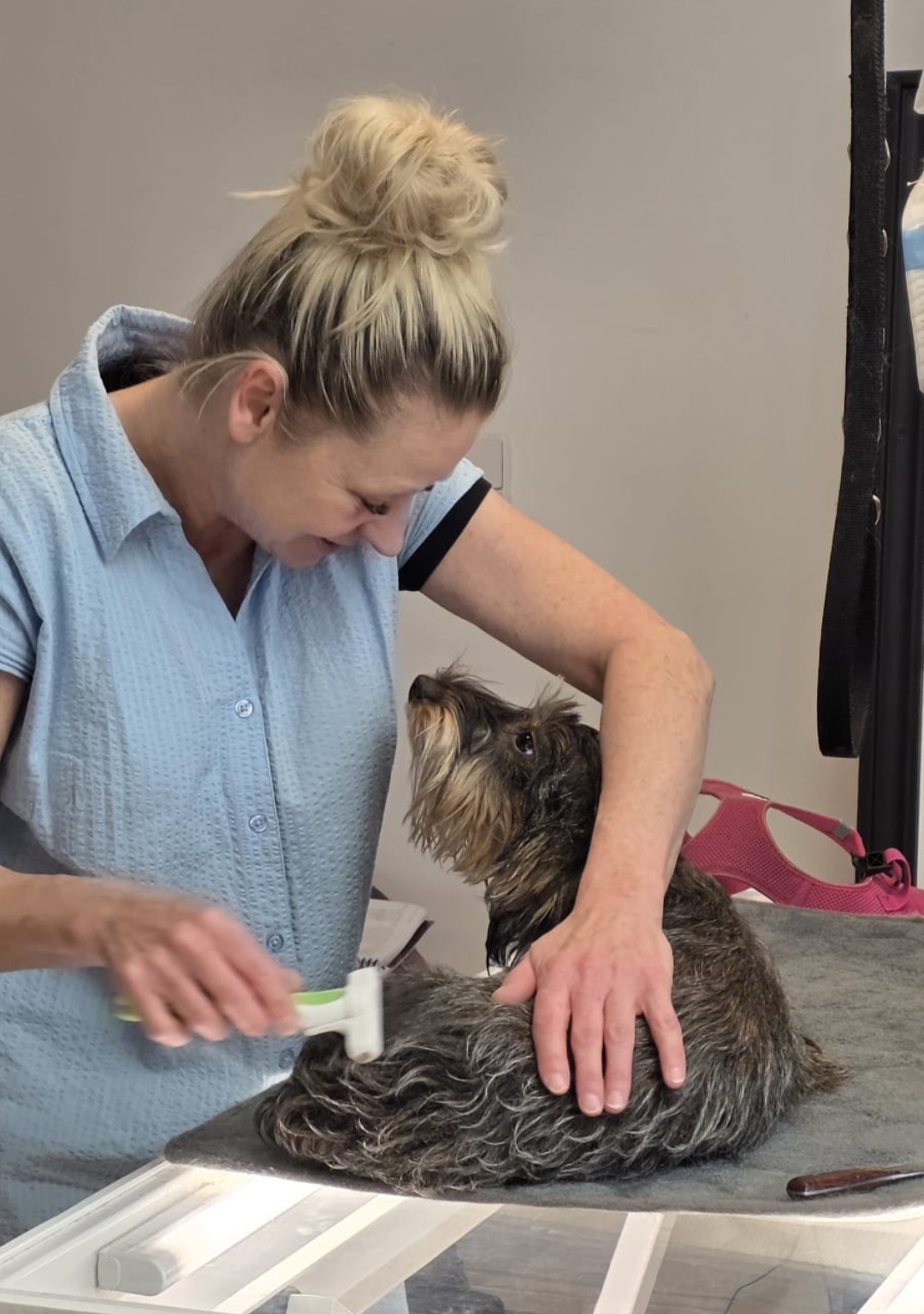 Gepflegter Hund aus unserem Salon