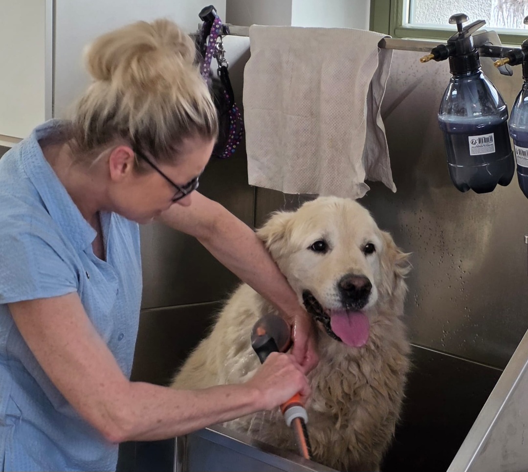 Gepflegter Hund aus unserem Salon